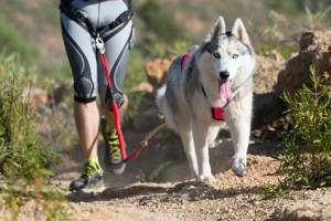 faire du sport avec son chien